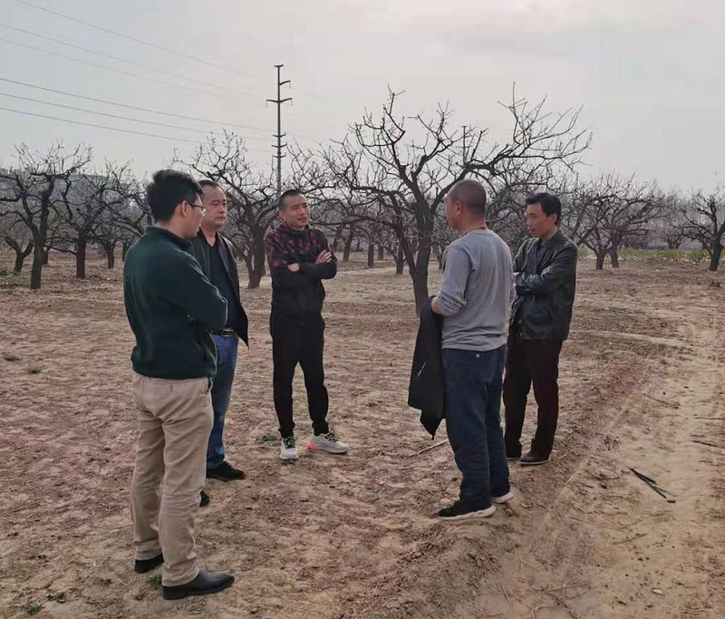 安国中药材商家来小屯头考察中药材种植